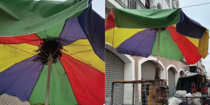 Enxame de abelhas provoca susto e interdita Rua Grande, no Centro de São Luís